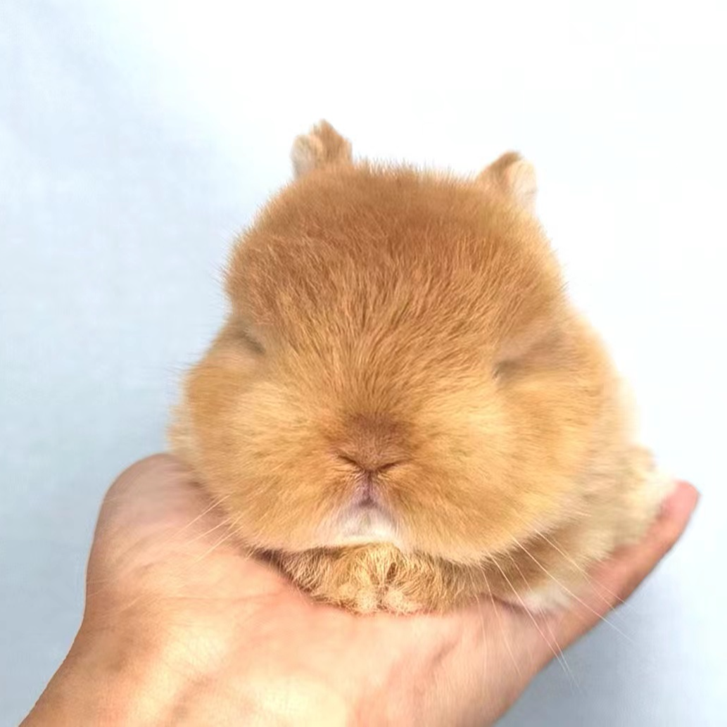 美系双血统小体长不大侏儒宠物兔活物