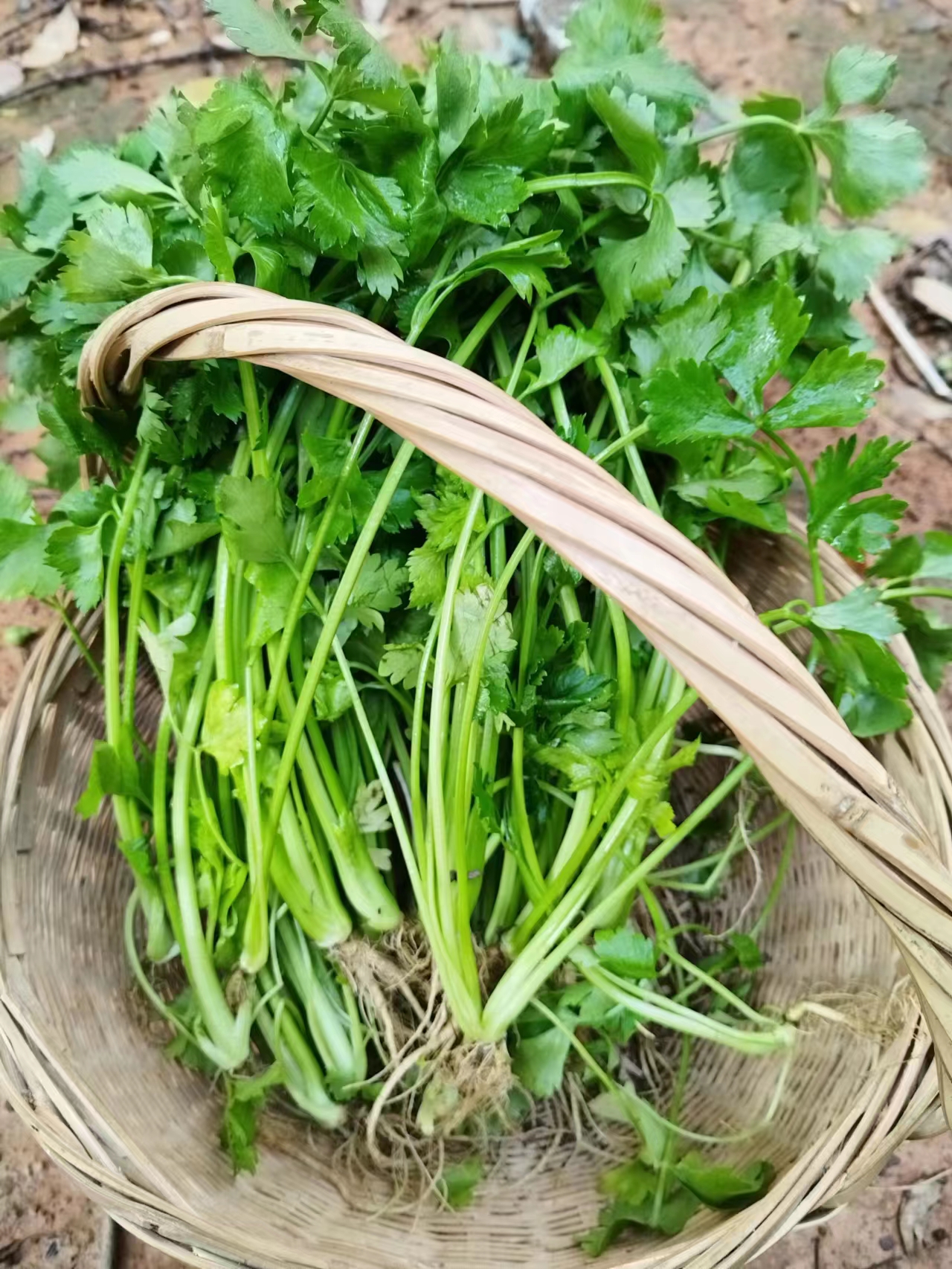 湖南衡阳本地农家小芹菜3斤5斤新现现拔