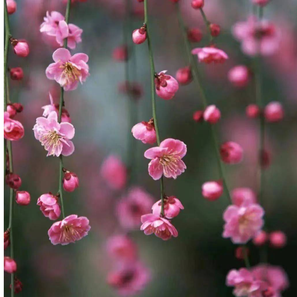 品种梅花海棠直播间一物一拍冬季开花耐寒耐热