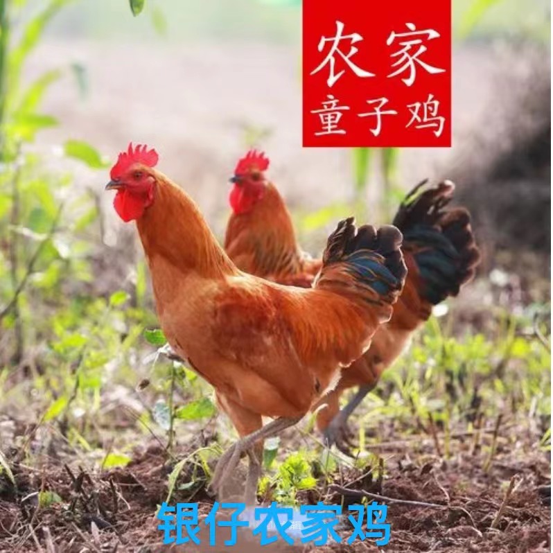 农家童子鸡  未打鸣小公鸡仔 公鸡新鲜走地鸡 童子鸡 2斤左右烧烤食材