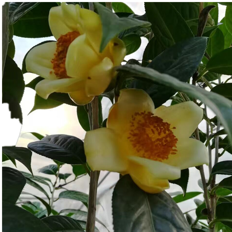 防城金花茶苗2棵开花金黄色绿植盆栽阳台庭院