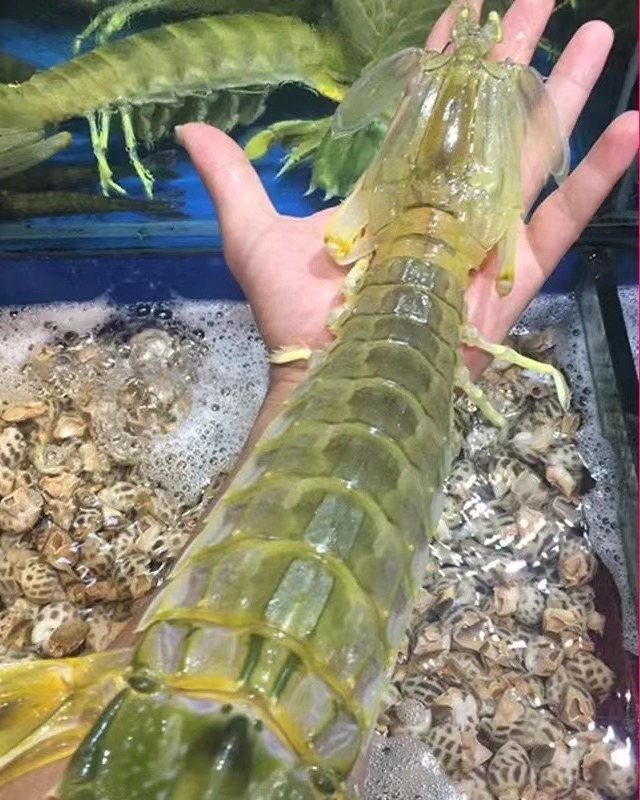 皮皮虾（直播现称1号）现称海鲜净含量1500g蒸熟冷冻发货包鲜包肥 