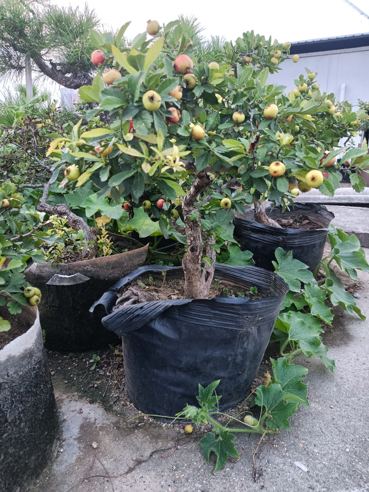 小叶山里红盆景桩