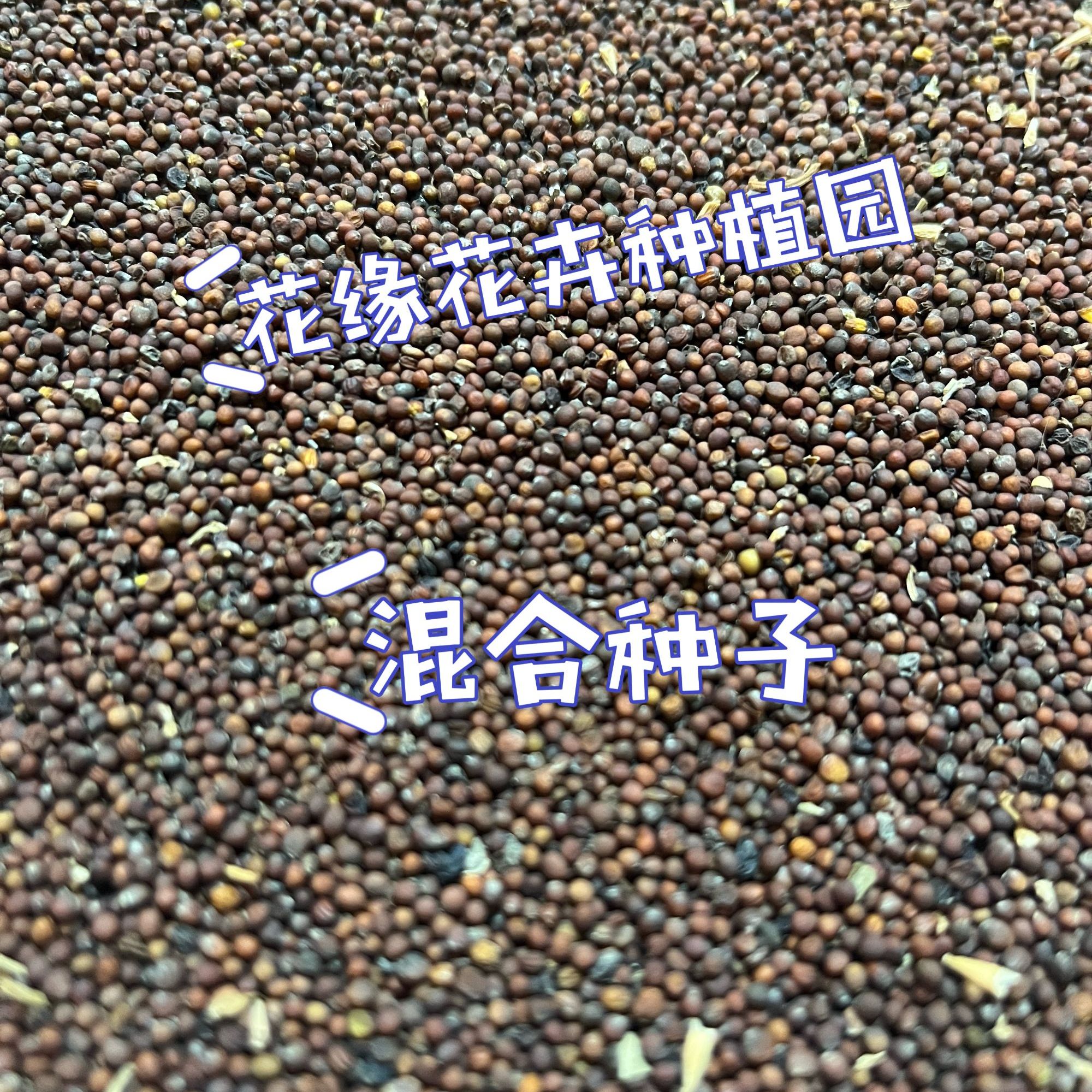 羽衣甘蓝种子混合型食用观赏耐热耐寒园林盆栽四季种子