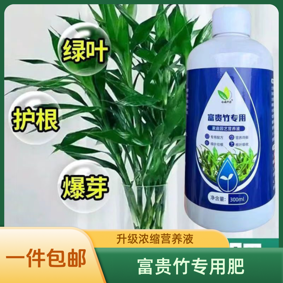 富贵竹发财竹观音竹水培植物铜钱草绿植盆栽养花肥料植物营养液