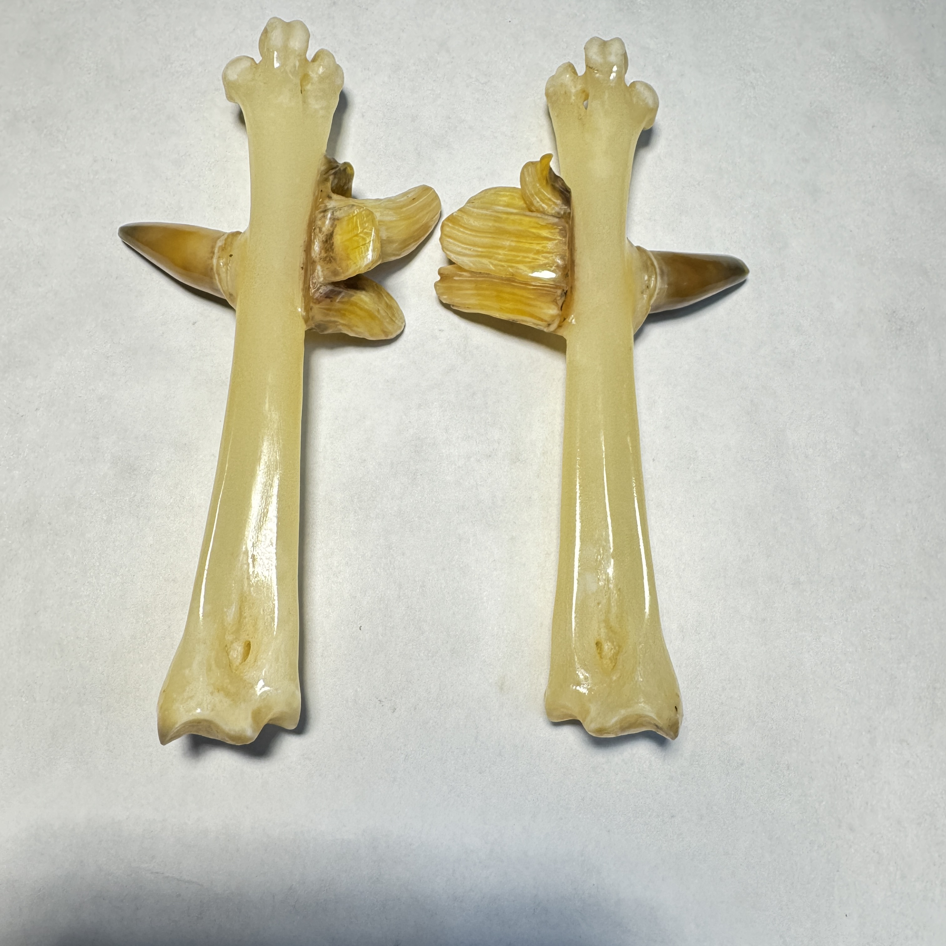 鸡爪骨工艺品，个性斗鸡玉化双面蹬鸡爪骨一对