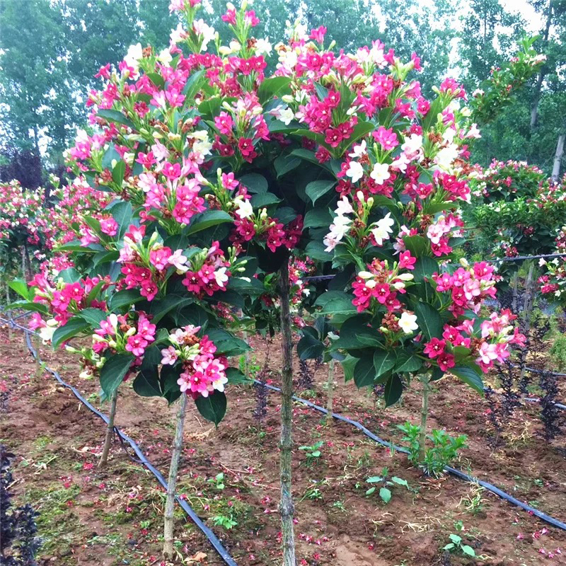 一物一拍红王子五彩锦带庭院花树苗地栽盆栽多季开花棒棒糖树植物