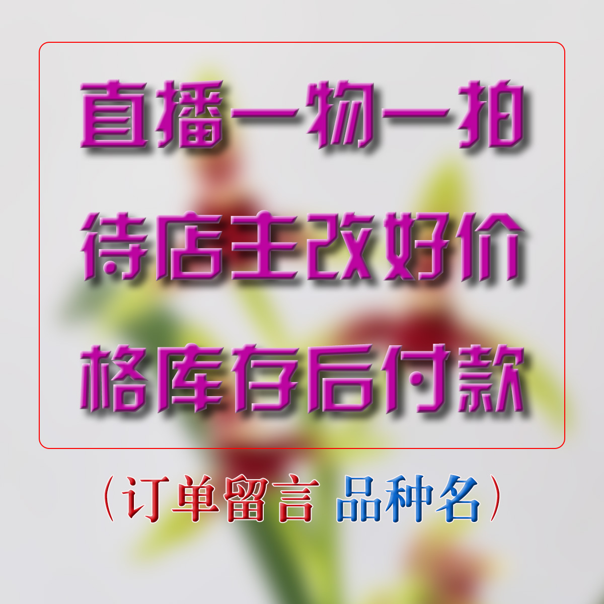 直播一物一拍精品兰花