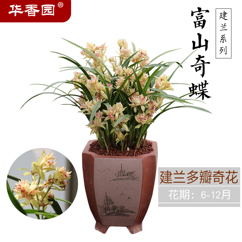 花香兰阁兰花 浓香四季建兰 富山奇蝶 办公室内盆栽景耐阴植物花