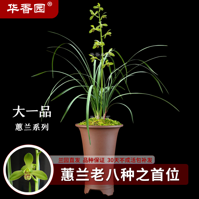 花香兰阁兰花 大一品 蕙兰铭品 兰花苗浓香型 办公室内花卉绿植盆