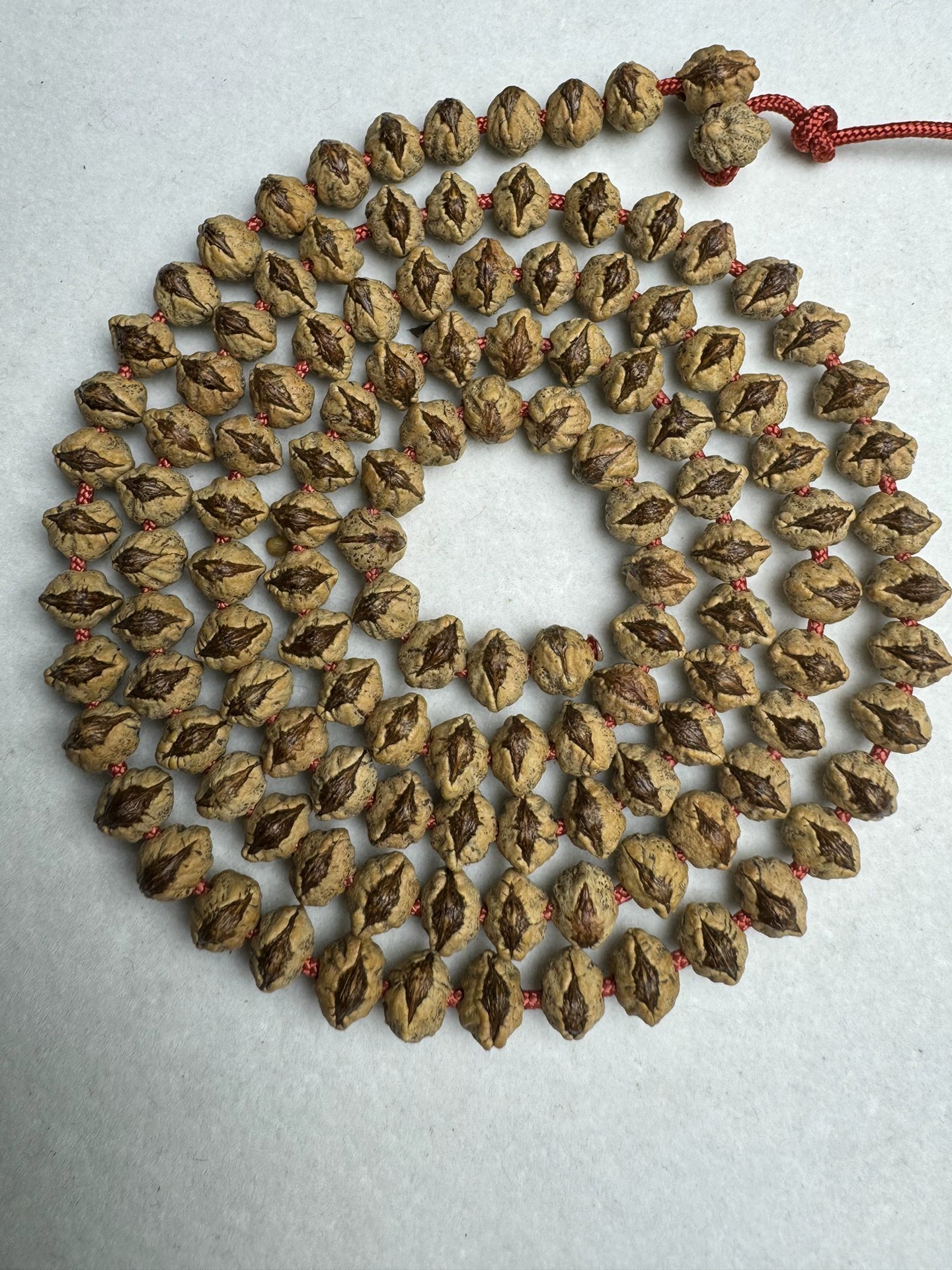 西藏热振寺百香籽横打红芽《烈焰》大嘴