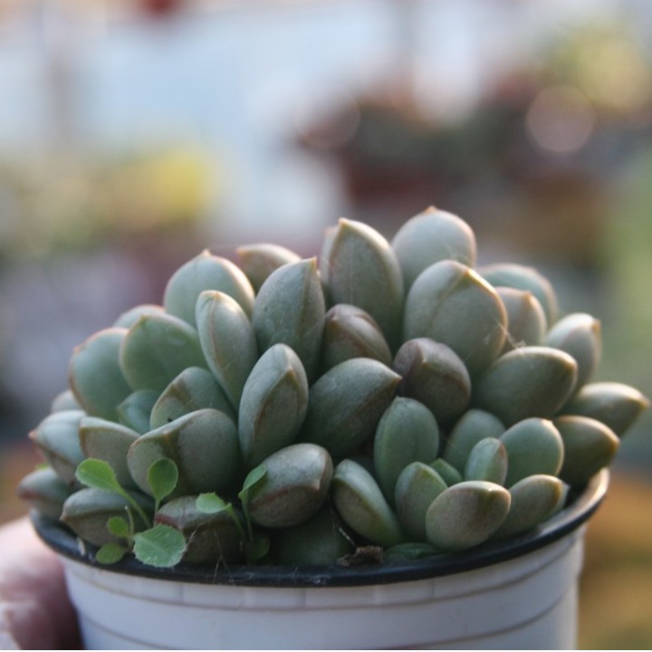 【新疆满28】葡萄多肉植物空气净化防辐射美观开花品牌简单甩卖上盆