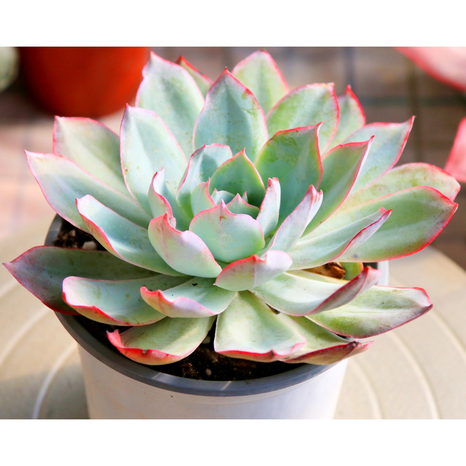 新疆满28】蓝光多肉精控养殖植物铺面空气防辐射庭院耐优质特惠植