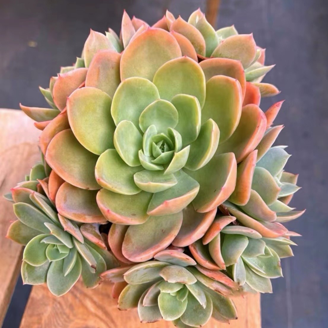 【新疆满28】丝绸面纱防辐射净化植物仙人球耐旱夏季多肉简单优质