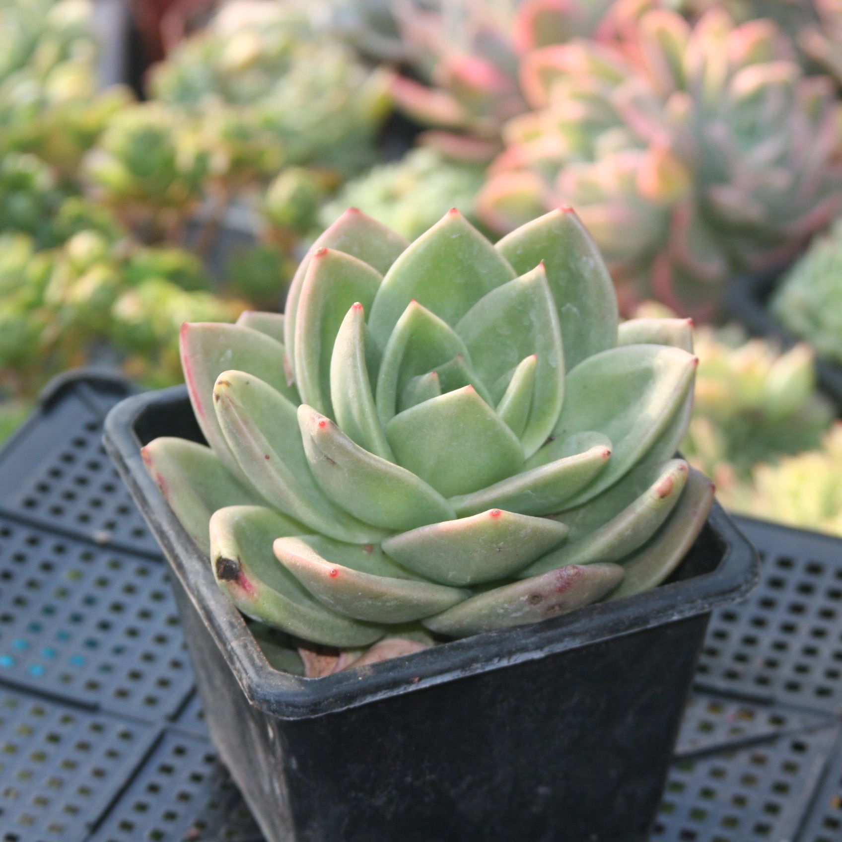 翠花【新疆满28】多肉植物组合盆栽精控控养简单美丽美观特惠