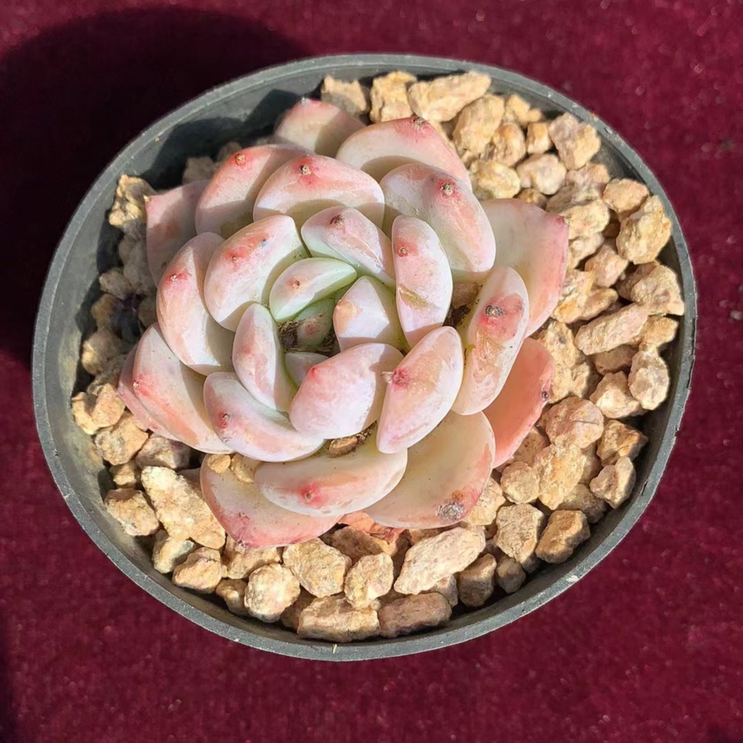 【新疆满28】韩橙精控养多肉红色上盆发货展示种植售后殖美观空气防