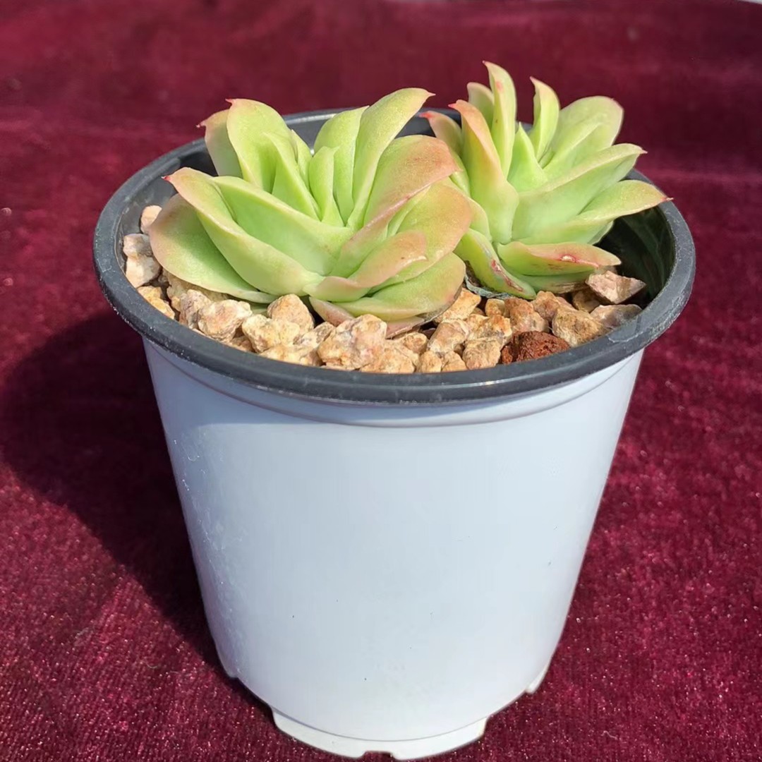 【新疆满28】冰玫精控养殖美观空气防辐射庭院植物净化简单秋特惠