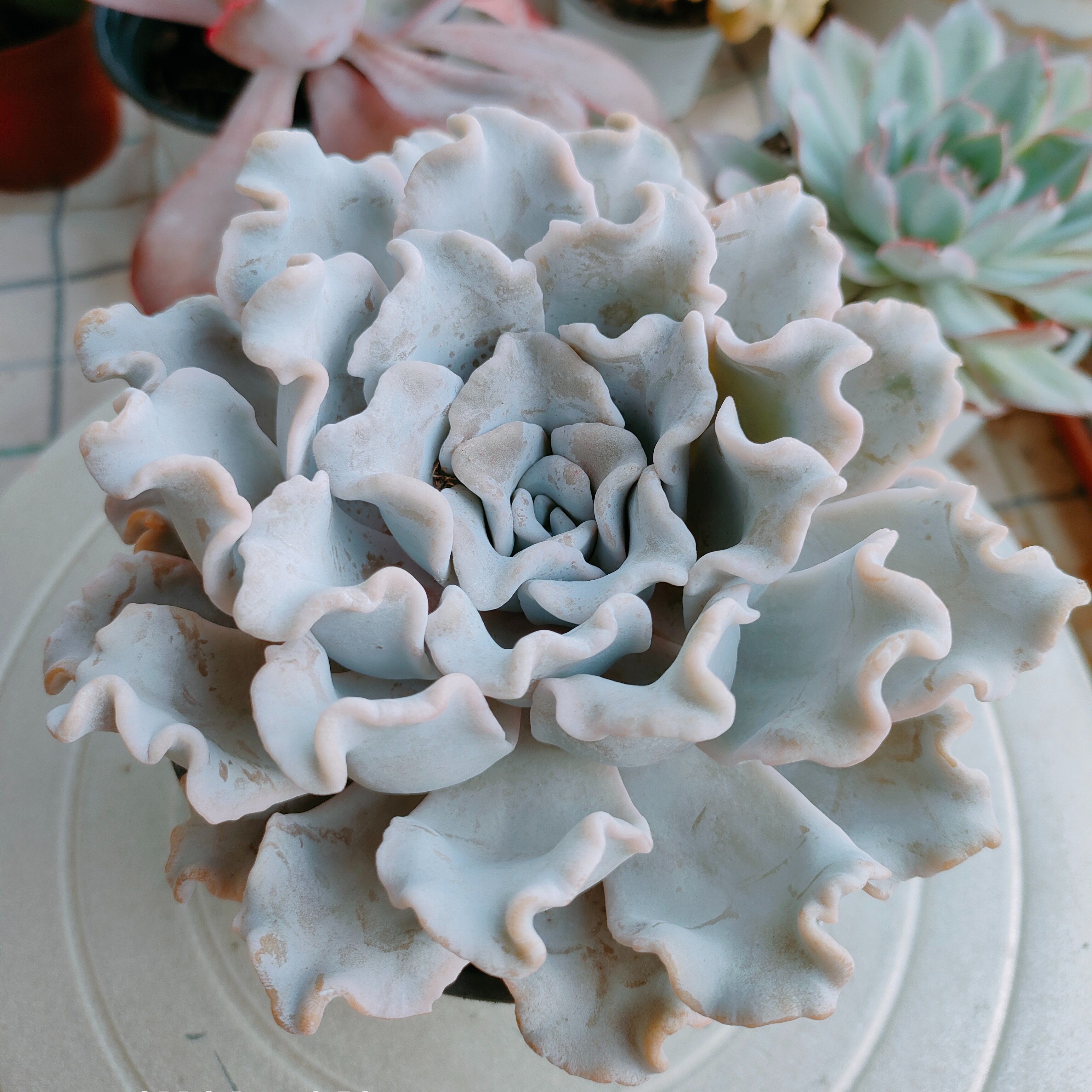 【新疆满28】白饺子皮多肉空气粉色净化防辐射冬季秋季震撼低价上盆