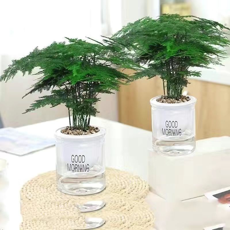 文竹盆栽绿植室内土水培植物云竹盆景花卉客厅四季常青净化空气