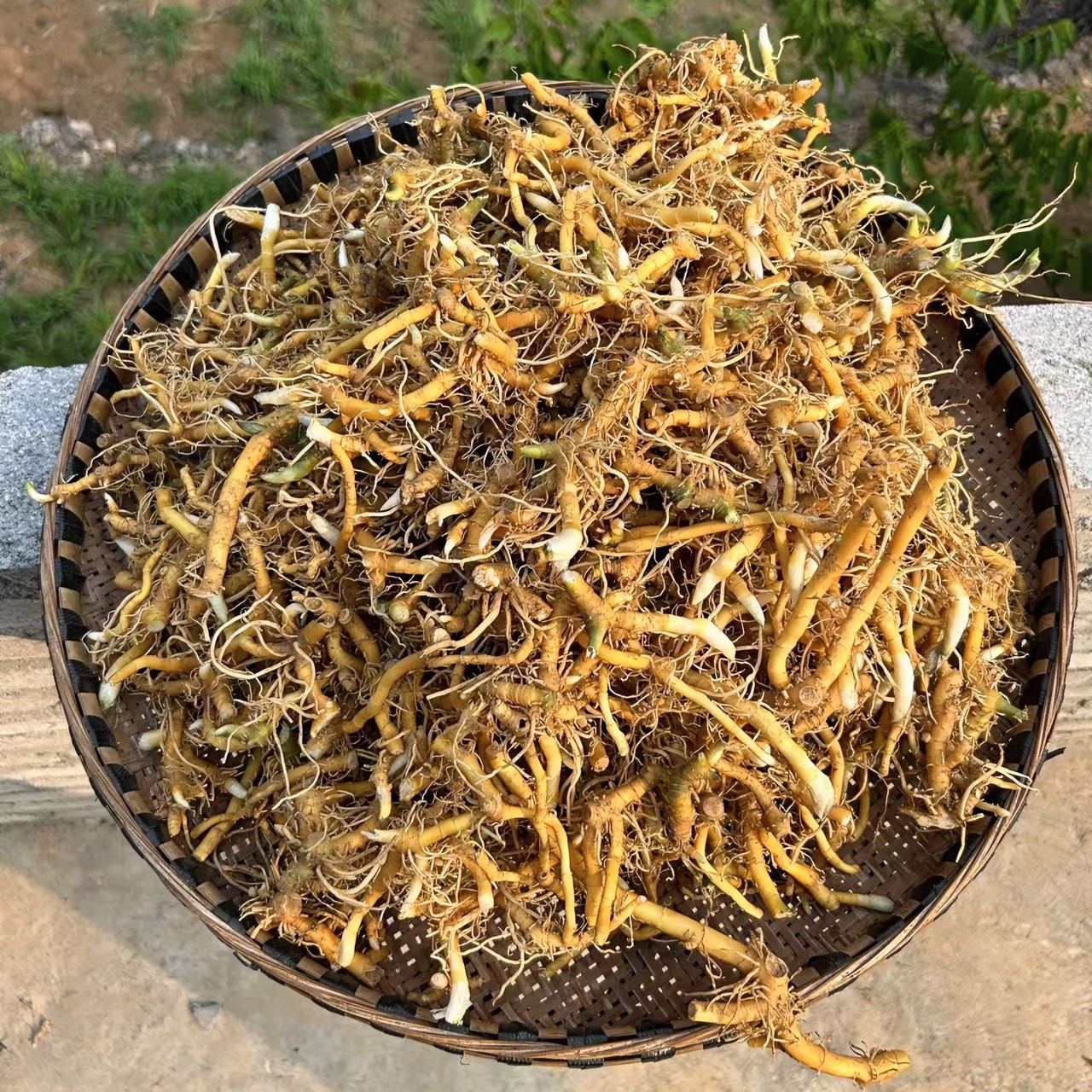 贵州深山新鲜干货玉竹煲汤食材包邮农产品