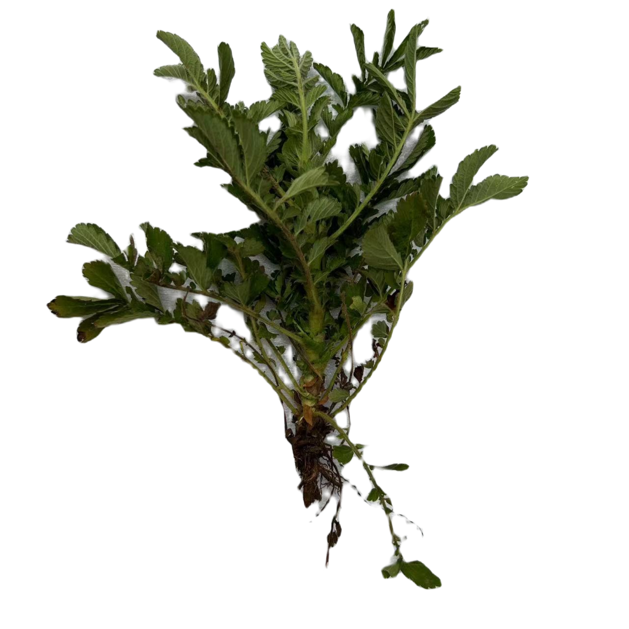 【阿鑫代购】贵州山货新鲜植物链接500g包邮农产品农产品