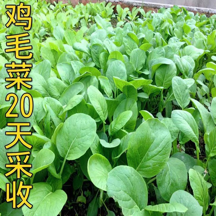 速生鸡毛菜种子四季易种小白菜耐寒青菜油菜种籽阳台盆栽蔬菜种子