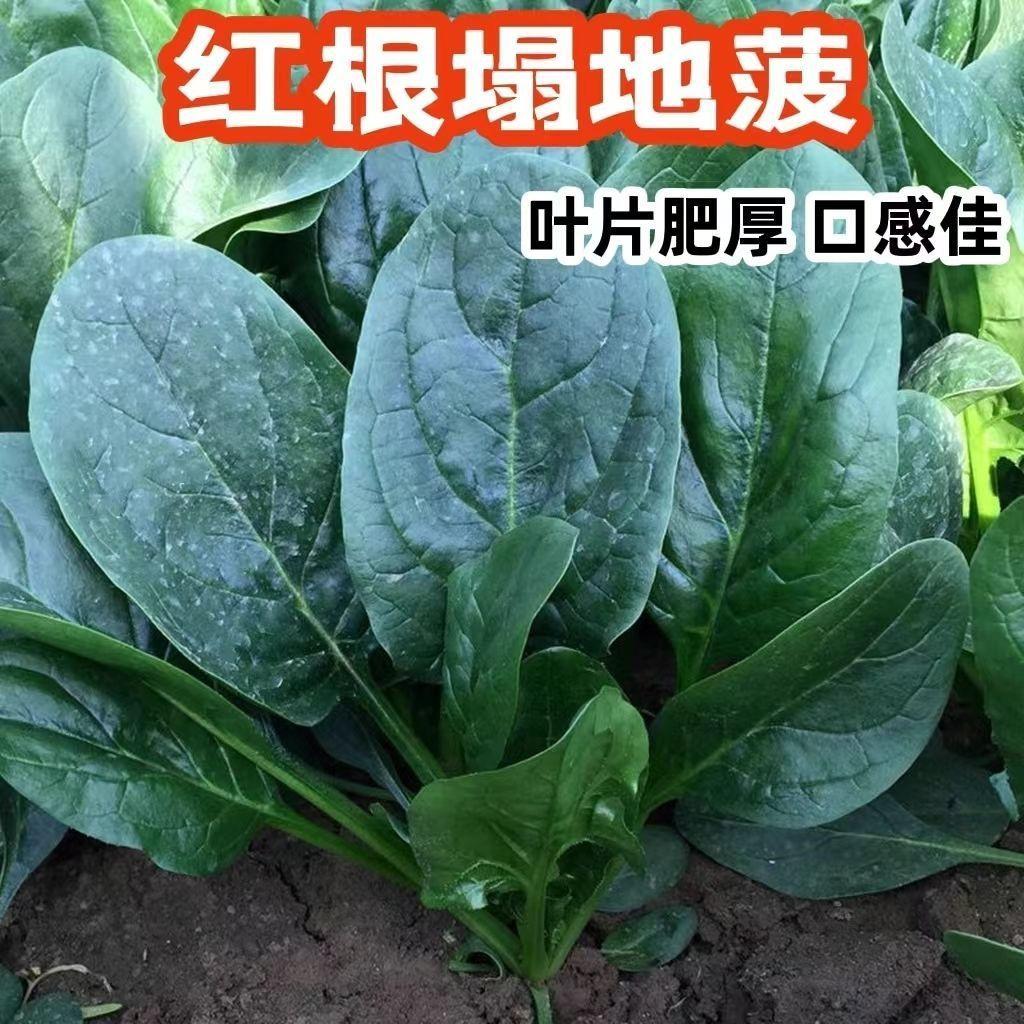 趴地菠菜种子老品种塌地菠春秋冬季耐寒耐热菜种红根菠菜四季菜种