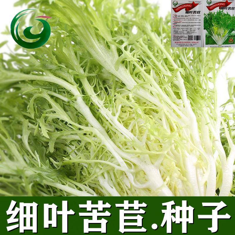 细叶苦苣种子苦菊菜春秋冬凉拌苦菊菜新鲜蔬菜混合蔬叶子饱满耐热