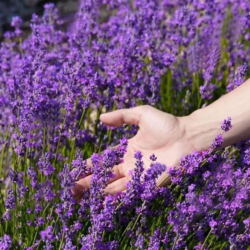 薰衣草种子普罗旺斯薰衣草花种四季易种驱蚊香草盆栽庭高产种籽