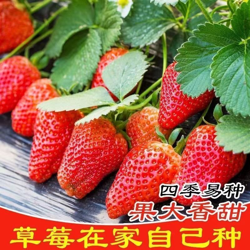 四季草莓种子奶油草莓大甜庭院阳台易种盆栽蔬菜水果种子