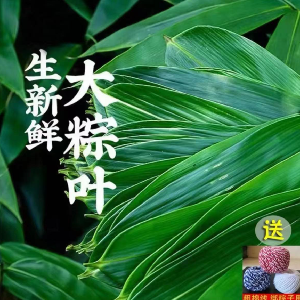 《曹连屯》新鲜粽叶100片包粽子专用大宽叶真空包装送线