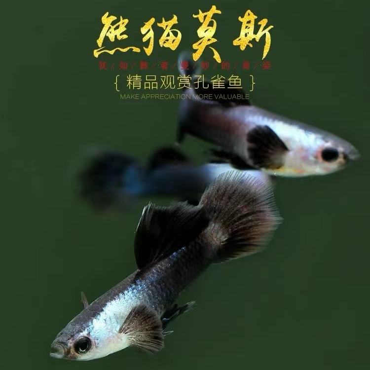 精品胎生熊猫精灵孔雀鱼活体观赏鱼（入缸后不包损）