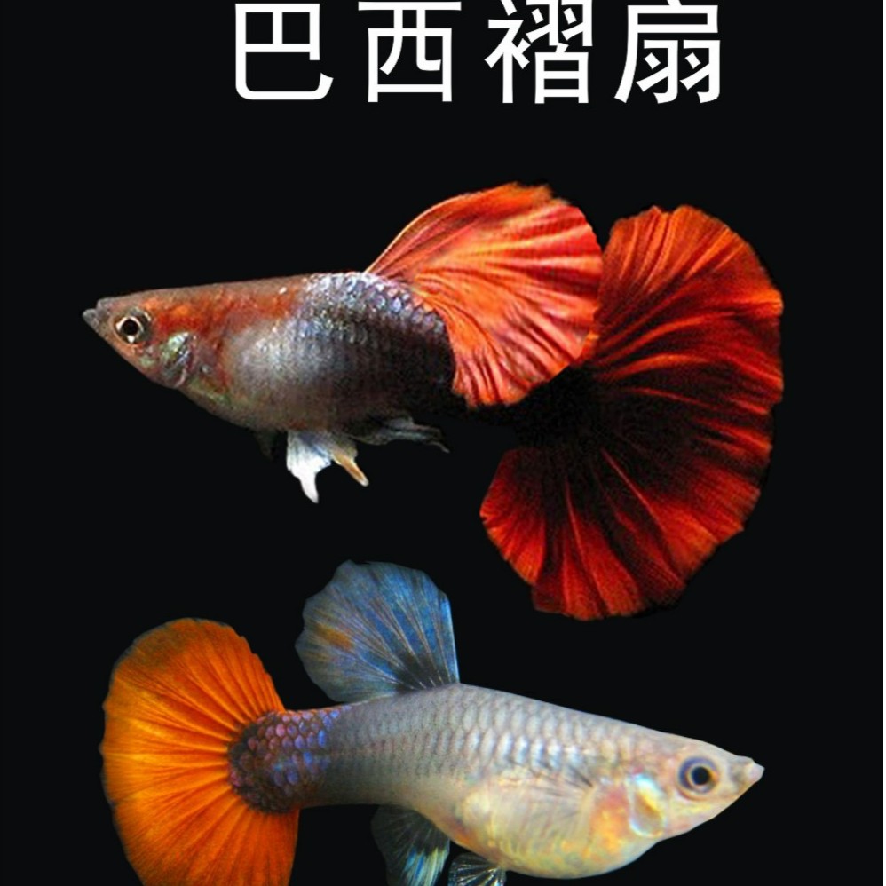 精品红色孔雀鱼巴西折扇种鱼套餐（入缸后不包损）