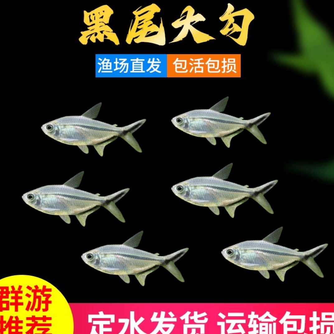 黑尾大勾黑尾旗热带观赏鱼草缸群游鱼黑尾灯科鱼（入缸后不包损）