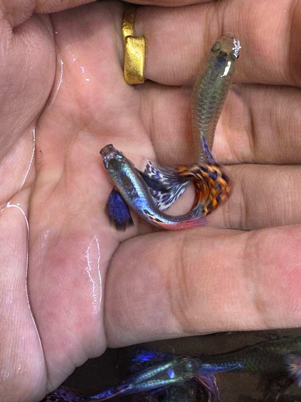 蓝鳍泰系象耳马赛克孔雀观赏鱼