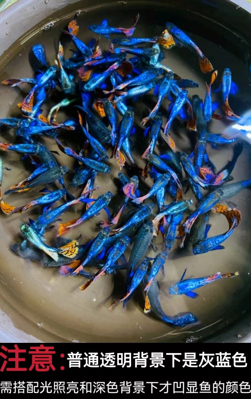 精品观赏鱼 小大耳马赛克