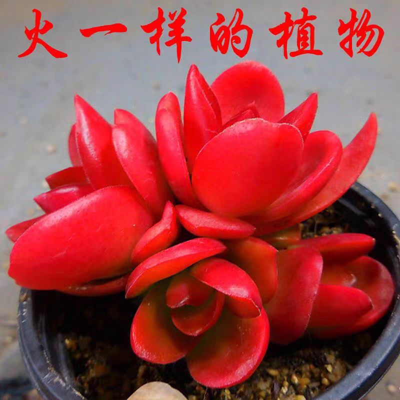 火祭双头多肉【满18包邮】