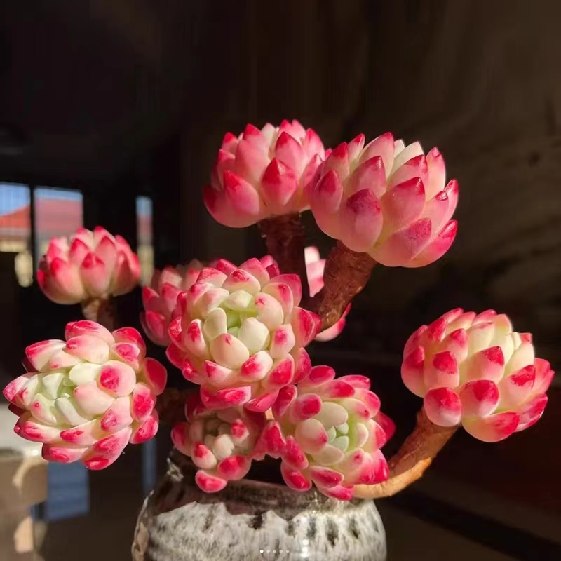 蓝苹果多头多肉植物5-6cm【带塑料盆】