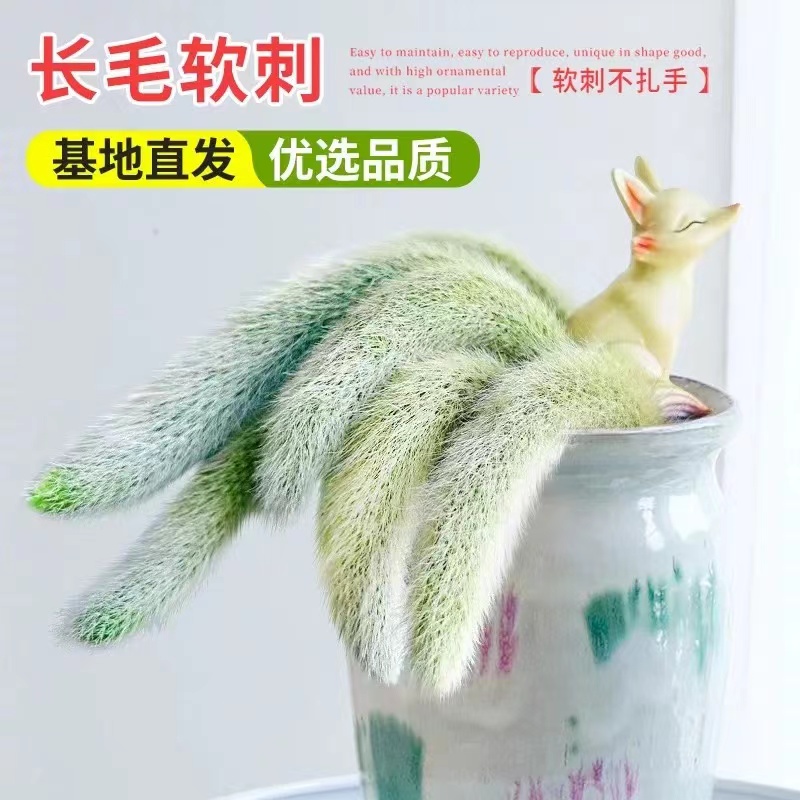 【满18包邮】5颗九尾狐多肉植物【不带盆】