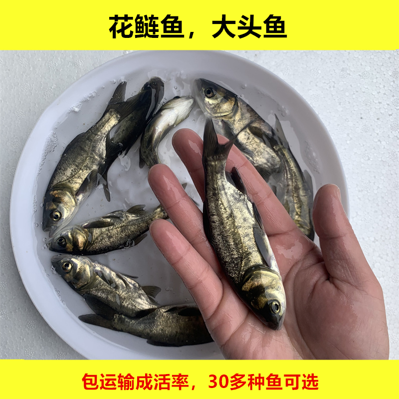 淡水花鲢鱼大头鱼胖头鱼鳙鱼雄鱼四大家鱼活体宠物观赏养殖小规格