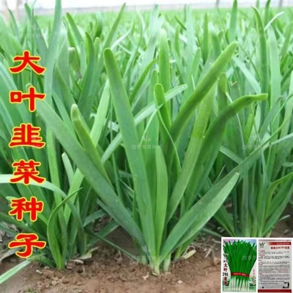 大叶韭菜种子四季播种割茬多次收获易种高产蔬菜青菜阳台四季高产