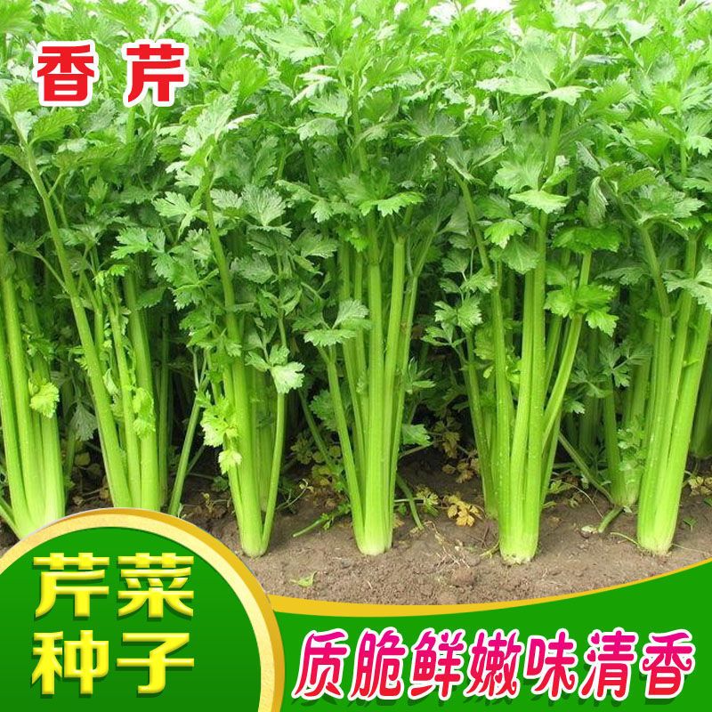 【芹菜种籽】四季小香芹种子大肉芹菜种子细芹菜耐热耐寒芹菜种籽