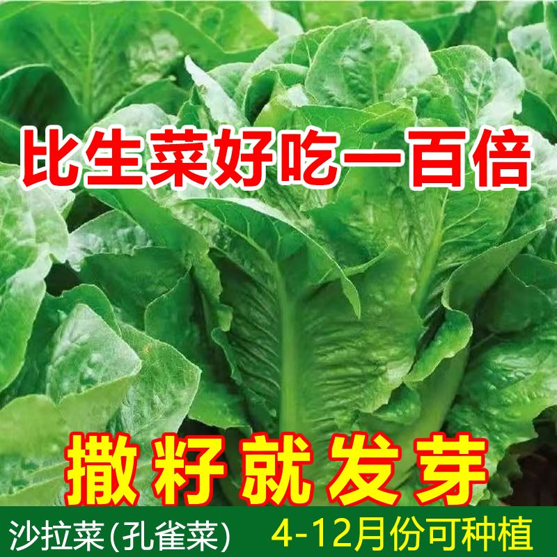 四季孔雀菜种子罗马生菜种子沙拉菜种籽四季种植耐寒阳台四季菜种