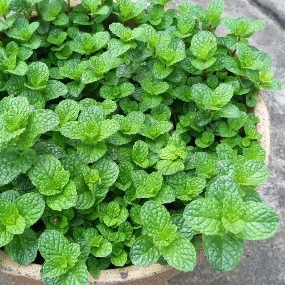 绿香薄荷种籽食用种植猫薄荷室内驱蚊蔬菜种子植物花卉花籽四季