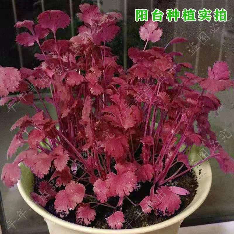 花叶香菜种籽浓香大叶香菜籽四季易播新品种阳台盆栽秋冬蔬菜种子