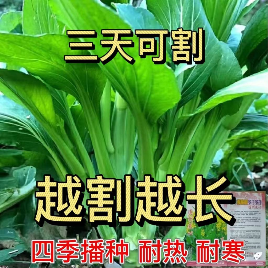 多枝多芽菜心种子多子多福甜菜心种子广东菜芯菜苔籽蔬菜种子春秋