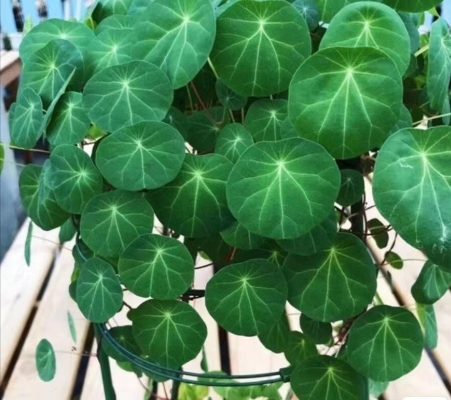 进化空气小绿植室内植物小绿植盆栽红藤圆叶盆栽，山乌龟