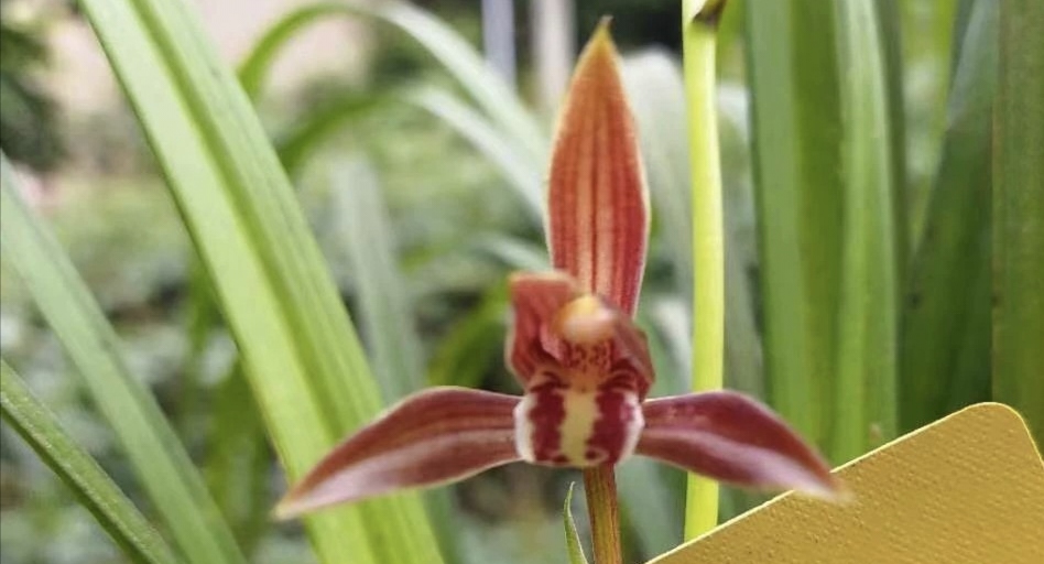 秋芝穿板红花，大苗子