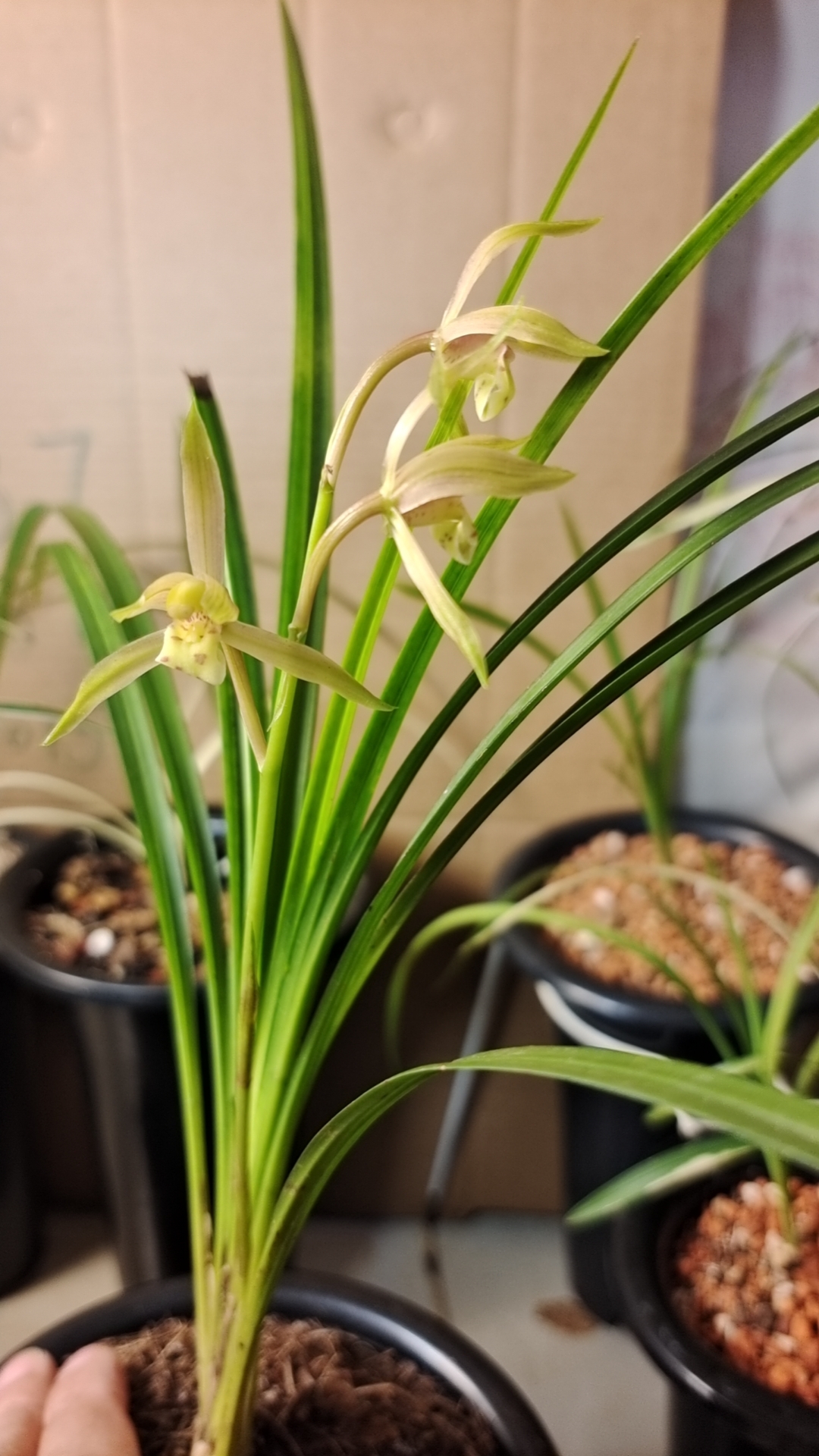 秋芝斑草，中透腾冲兰花神木兰兰花草植物兰草绿植兰花盆栽盆栽