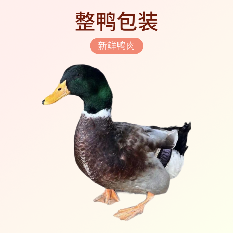 青头鸭（两只特惠装）新店推广组合装